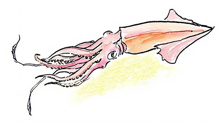 Una receta excepcional de calamar porque después de los chocos hay también cocina en Huelva
