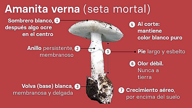 Imagen después - ADVERTENCIA DE TOXICIDAD: La ingestión de una sola Amanita verna puede causar fallo hepático fulminante y la muerte. Los síntomas (vómitos, diarrea) pueden tardar de 6 a 24 horas en aparecer, cuando el daño al hígado ya es irreversible. ANTE CUALQUIER DUDA, NO LA COMA. Acuda a urgencias y lleve los restos de las setas.
