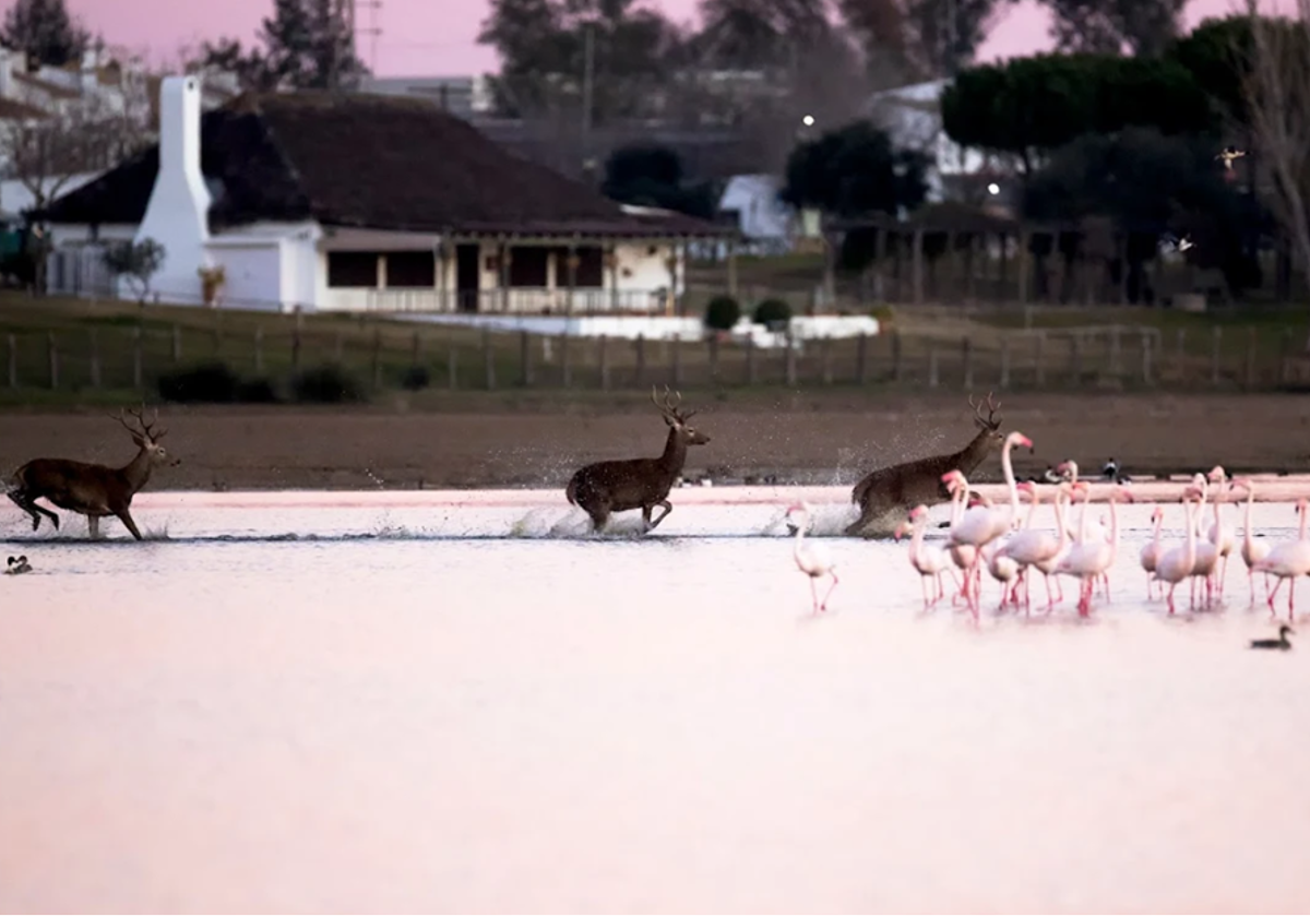 Marismas de Doñana, con el restaurante de Huelva que se ha hecho famoso por sus increíbles vistas del parque de fondo