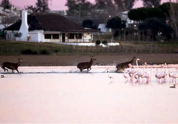 El restaurante de Huelva que se ha hecho famoso por sus increíbles vistas de Doñana: «Pasan flamencos, patos reales, caballos marismeños»
