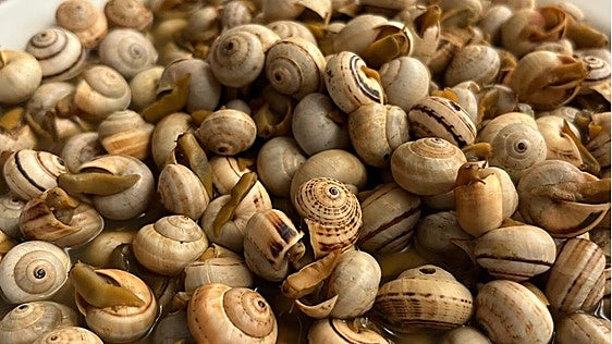 Antes de que termine su temporada, en estos bares puedes disfrutar de los mejores caracoles de Huelva