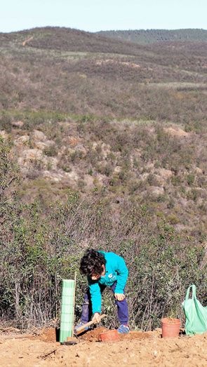 Plantación masiva de bellotas para reforestar la Dehesa de los Machos de Valverde
