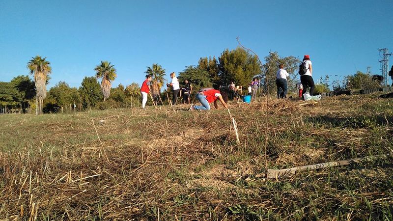 Nueva plantación de árboles en familia el próximo sábado