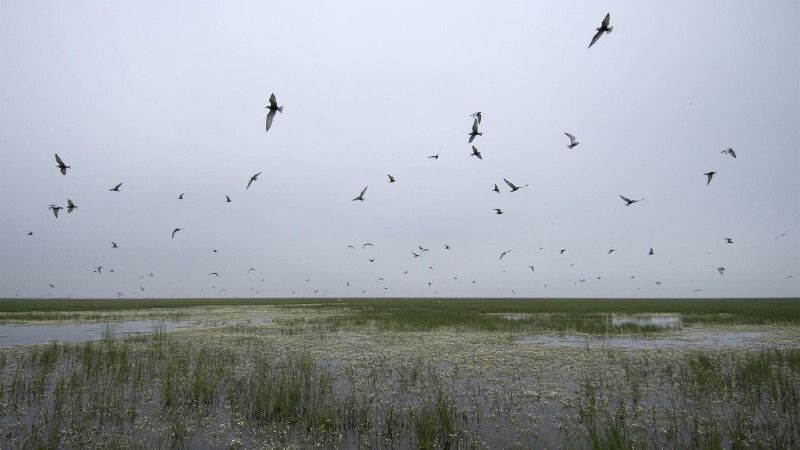 Andalucía destina 39,1 millones a conservación de la biodiversidad en Doñana y otros parques