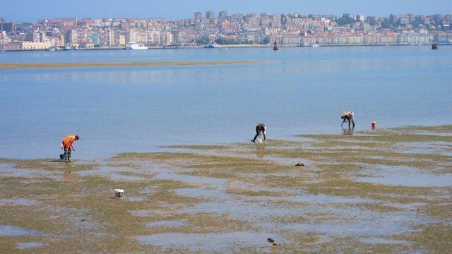 La Junta oferta 19 licencias de marisqueo a pie para captura de coquina en el litoral de Huelva