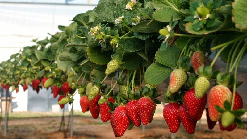 Unas 1.700 temporeras llegan a Huelva de forma escalonada desde Marruecos