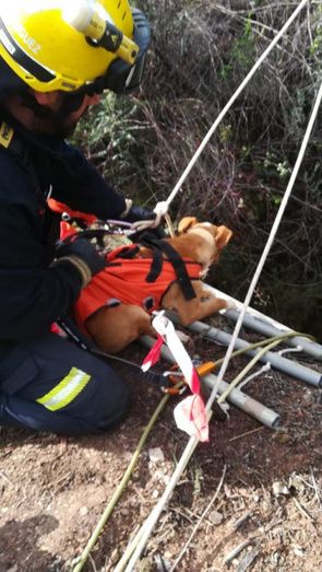 Rescatan del interior de un pozo de mina a seis perros que habían desaparecido durante una cacería