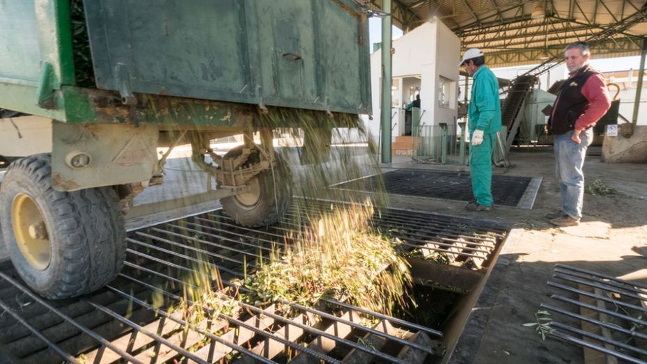 La sequía provoca una caída del 30% en la producción de aceite