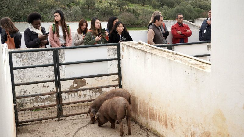 Diputación celebra las Jornadas de costumbres y tradiciones sobre la cultura del cerdo ibérico
