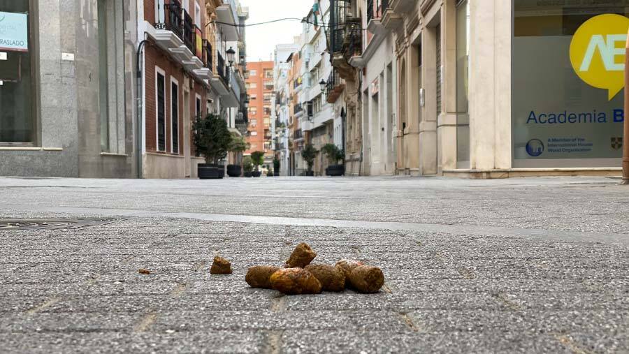 Huelva, la segunda ciudad española que más multa por no recoger los excrementos de perro