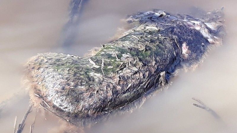 Los cazadores se personarán como acusación particular en el caso del lince ibérico hallado muerto en Doñana