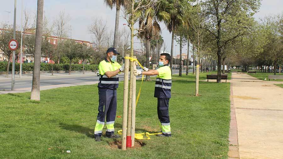 El Ayuntamiento prevé plantar 50 árboles antes del verano