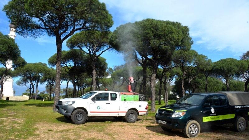 El Ayuntamiento de Palos fumiga en el pinar de La Rábida para prevenir la proliferación de la oruga procesionaria