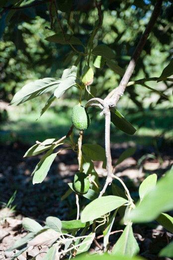 La producción de aguacate podría duplicar este año las 2.500 toneladas de la campaña anterior