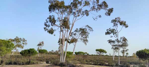 El 'árbol maldito' del Arboreto de El Loro