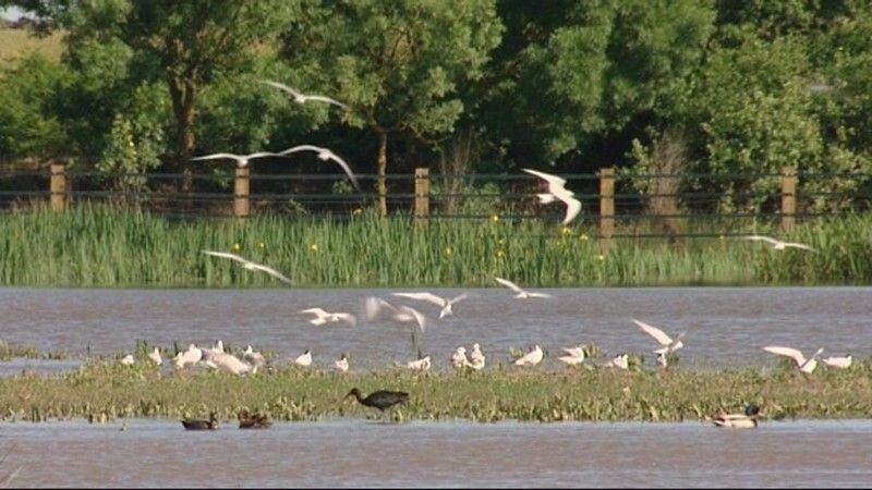 Huelva, protagonista en RTVE con Doñana en el Día Mundial de los Humedales