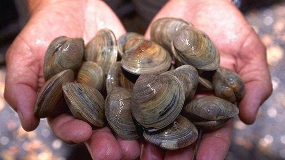 Prohibida la pesca de la chirla en Isla Canela y en la zona de Doñana Norte