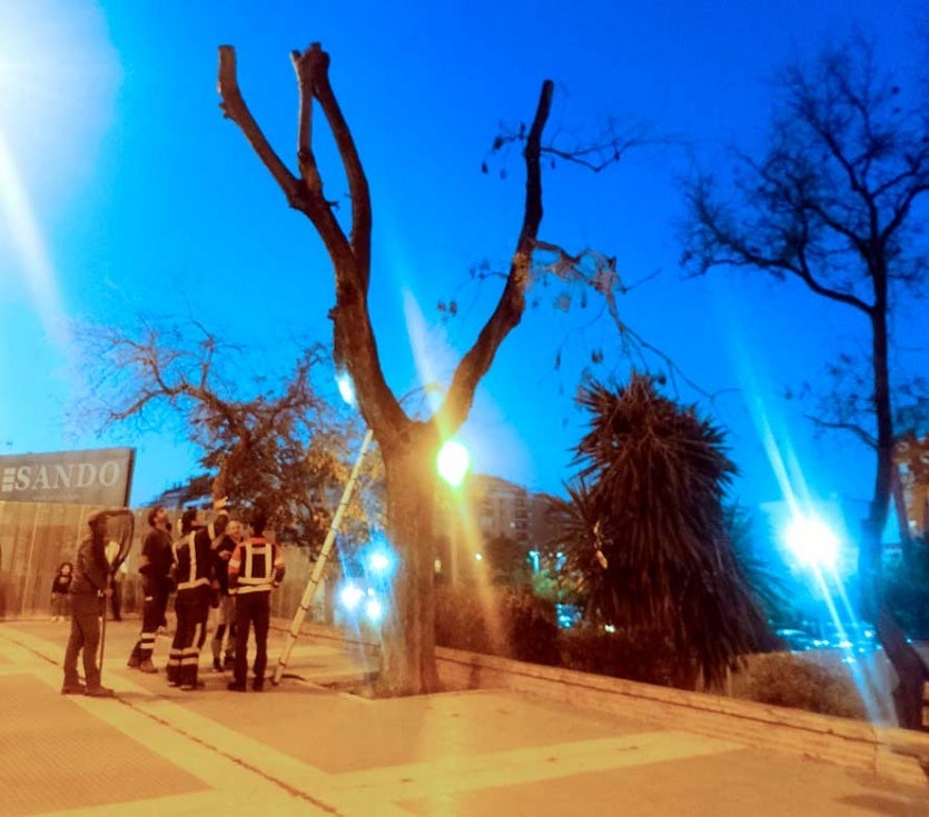 Los bomberos de la capital se movilizan para rescatar a una iguana oculta en un árbol
