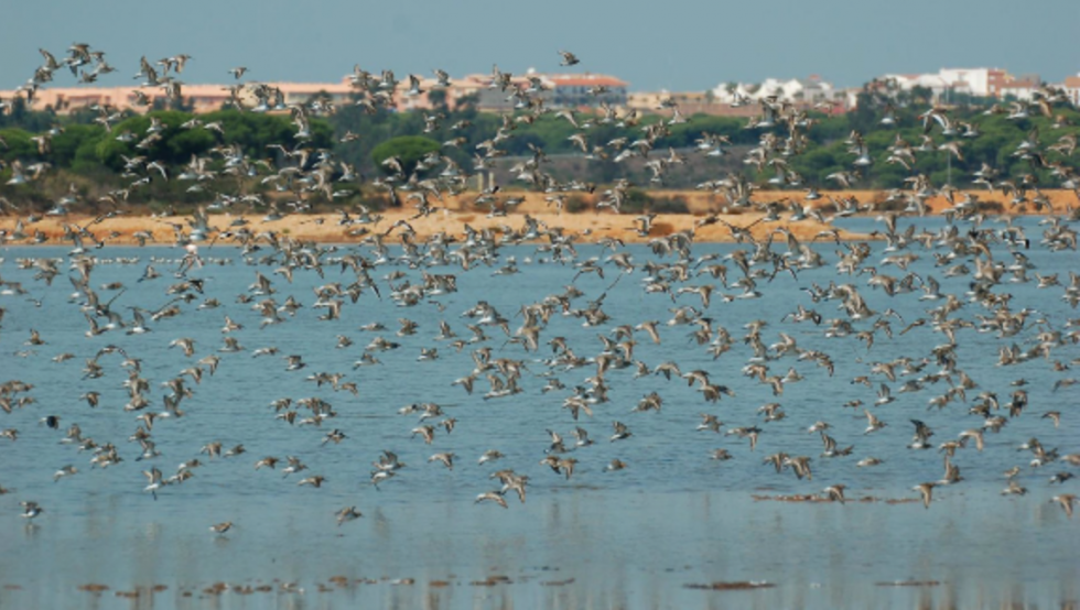 SEO/BirdLife pone en marcha un proyecto orientado a la conservación de la biodiversidad de Marismas del Odiel