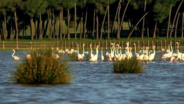 El PSOE aplaude la petición del Parlamento Europeo para que se paralice el proyecto de Gas Natural en Doñana
