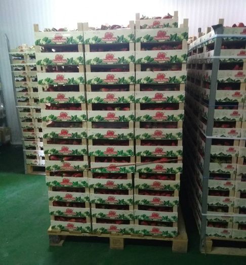 Fresón de Palos le dona 15.200 kilos de fresas al Banco de Alimentos