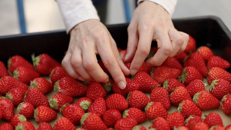 Crespo demanda al Ministerio “medidas excepcionales” para los productores de frutos rojos 'gravemente afectados por la pandemia'