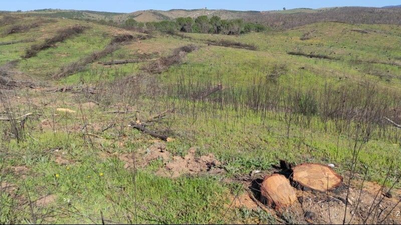 Ecologistas denuncia la tala de pinos que se salvaron de la quema en el incendio de Almonaster