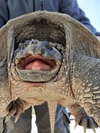 Capturan en El Portil una tortuga mordedora, especie americana peligrosa para el ser humano