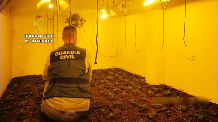 Un detenido en Gibraleón por cultivar 548 plantas de marihuana usando un enganche ilegal a la luz