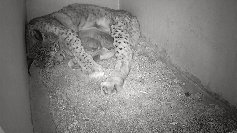 El nacimiento de cuatro linces ibéricos da comienzo a la temporada de cría en El Acebuche