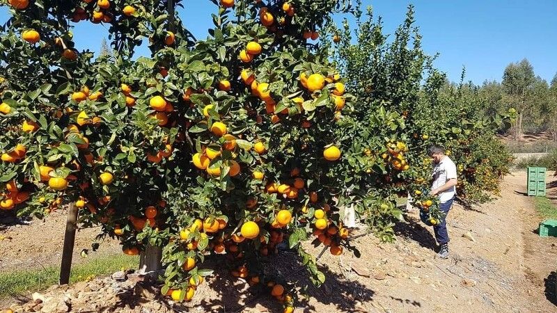 Se necesitan cortadores de mandarinas y naranjas que residan en Huelva para 'un trabajo de largo tiempo'