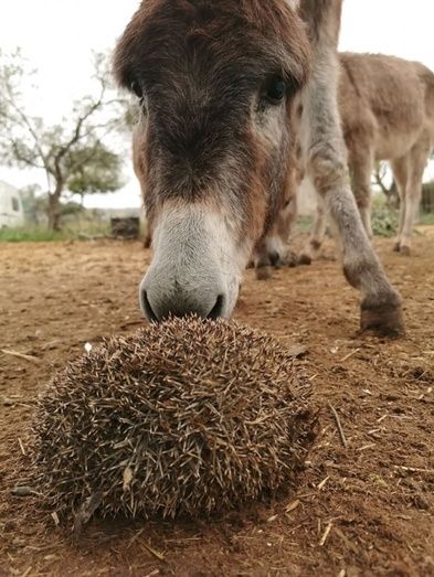 Los erizos 'avalan' la labor ambiental de los burros de Doñana