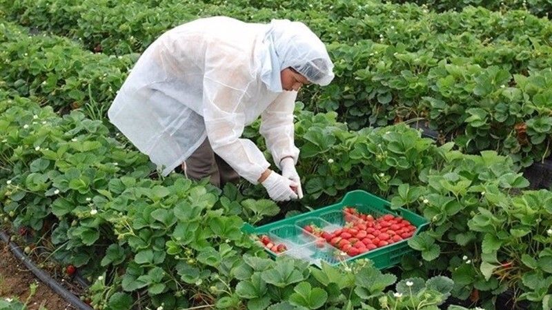 Freseros temen problemas con los envases en los próximos días por la huelga de transportistas