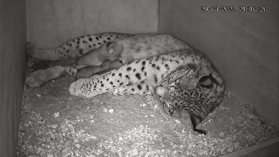 Doñana vio nacer a siete linces durante 2022