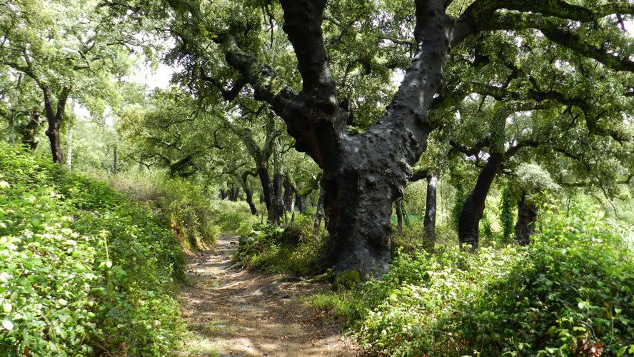 El IAJ oferta 413 plazas para los Campos de Voluntariado Juvenil de este verano