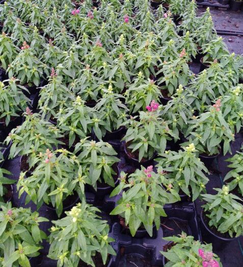 Comienza la campaña especial de plantas de la temporada 2019 para los municipios de la provincia