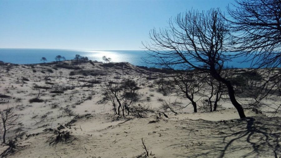 La Junta afirma que invertirá 14 millones en Doñana para recuperar la zona afectada por el incendio de 2017