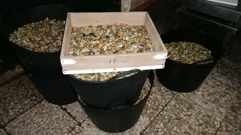 Intervienen 783 kilos de bivalvos en una nave ilegal de Isla Cristina