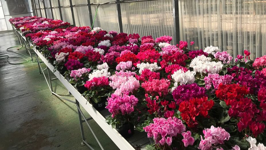 La Diputación pone a disposición de los municipios de la provincia 9.500 plantas