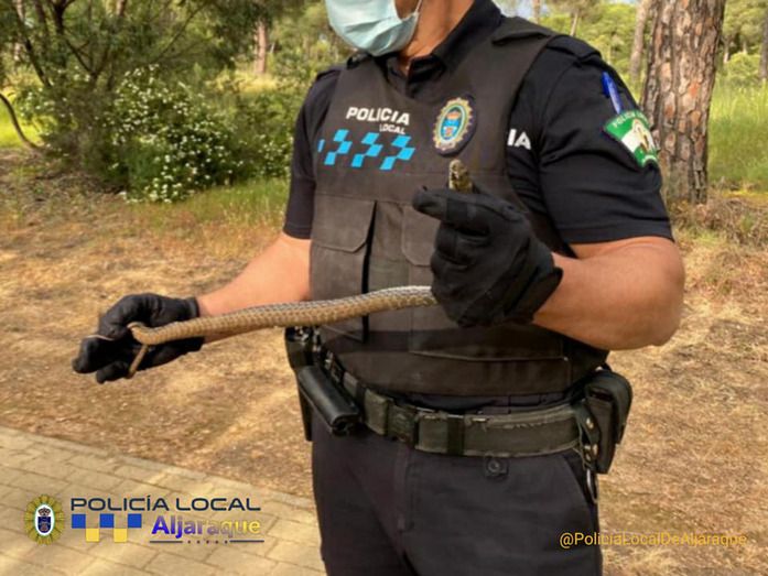 Capturan una culebra en La Monacilla tras la alarma generada entre los vecinos
