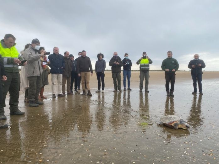 Liberan tres tortugas marinas rescatadas por pescadores de Punta Umbría e Isla Cristina