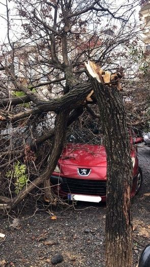 Talan los árboles del descampado de Viaplana tras caer uno sobre un coche