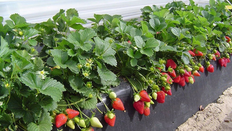 La nueva normativa sobre fitosanitarios y el retraso en la llegada de temporeras complican la campaña de frutos rojos