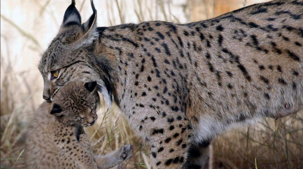 Encuentran herido un lince en la carretera entre Hinojos y Villamanrique