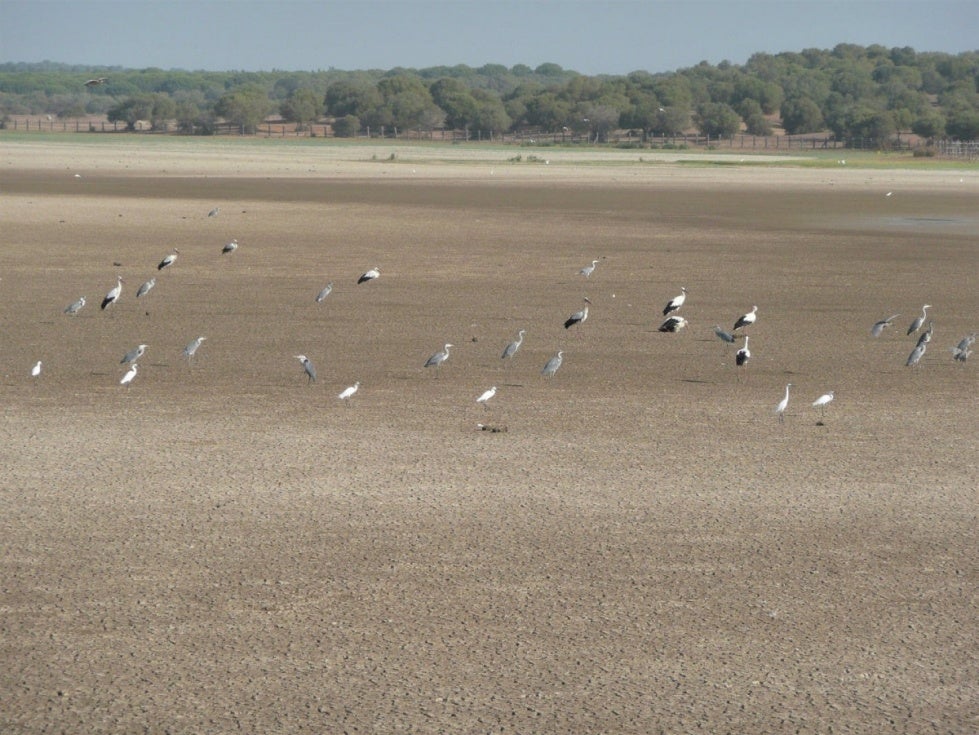 Bruselas insiste en posibles sanciones si se amplían los regadíos en Doñana