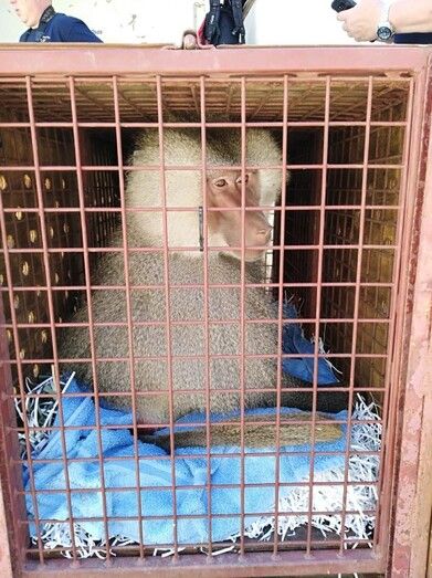 El Ayuntamiento de Ayamonte traslada los animales del zoo a santuarios