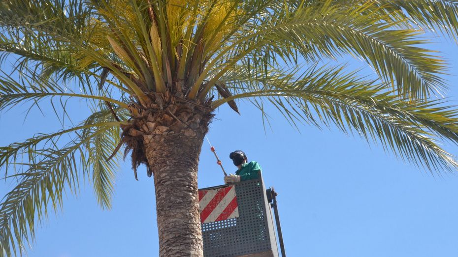 Palos protege sus palmeras del picudo rojo con un tratamiento fitosanitario