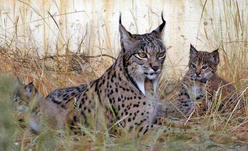 Muere atropellado el tercer lince en siete días en carreteras del entorno de Doñana
