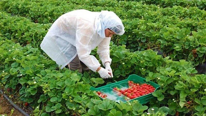 Ofrecen 100 puestos de trabajo para recoger fresas