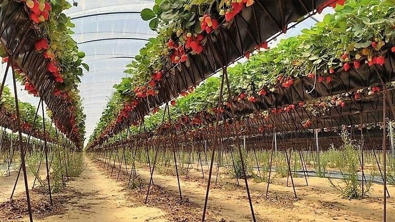 Agricultores abandonan cultivos por la falta de mano de obra para recolectar fresas en la recta final de la campaña